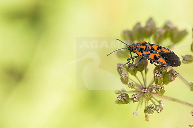 Spilostethus saxatilis - Knappe, Romania, imago stock-image by Agami/Ralph Martin,