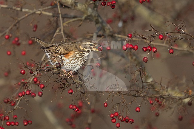 Redwing (Turdus iliacus iliacus) eating berries at Rudersdal, Denmark stock-image by Agami/Helge Sorensen,