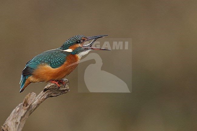 Juvenile or female Common Kingfischer (Alcedo atthis) perching on a branch swallowing or gulping a small fish stock-image by Agami/Mathias Putze,