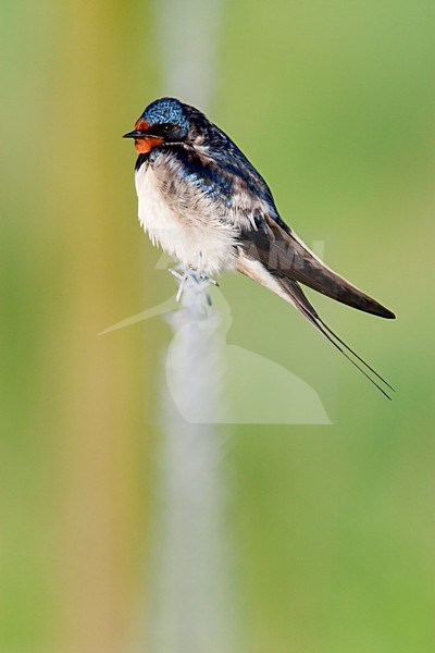 Rustende Boerenzwaluw, Resting Barn Swallow stock-image by Agami/Wil Leurs,