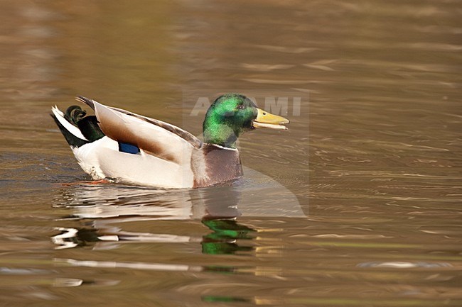 Mannetje Wilde Eend roepend; Male Mallard calling stock-image by Agami/Menno van Duijn,