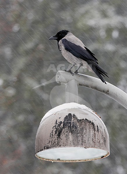 Bonte Kraai in sneeuwbui op lantaarnpaal; Hooded Crow perched in snow storm stock-image by Agami/Markus Varesvuo,