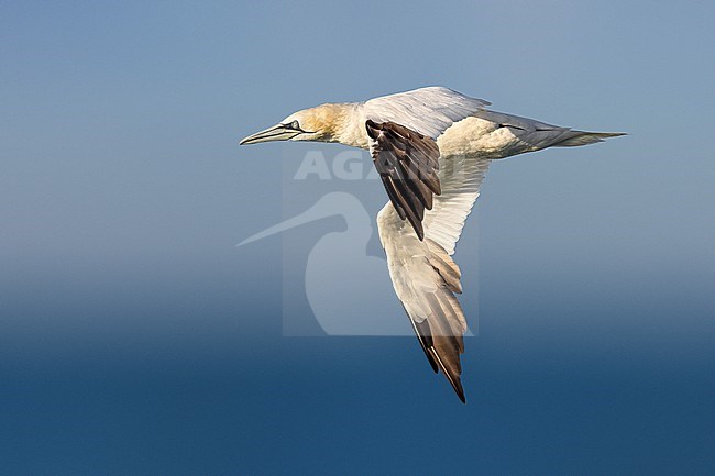 Adult Northern Gannet, Morus bassanus, in Italy. stock-image by Agami/Daniele Occhiato,