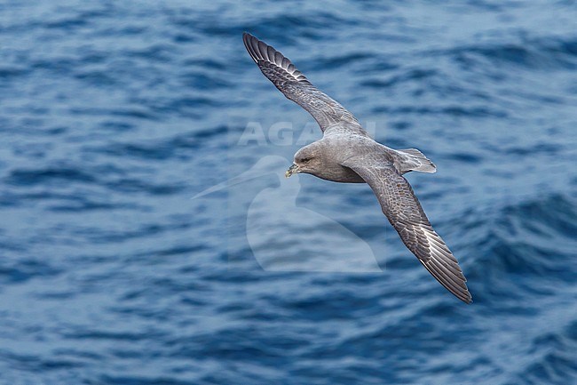 This bird was taken in the Hausgarden, Greenland Sea from the famous german ship - Polarstern. Powered by POLe & AWI. stock-image by Agami/Vincent Legrand,