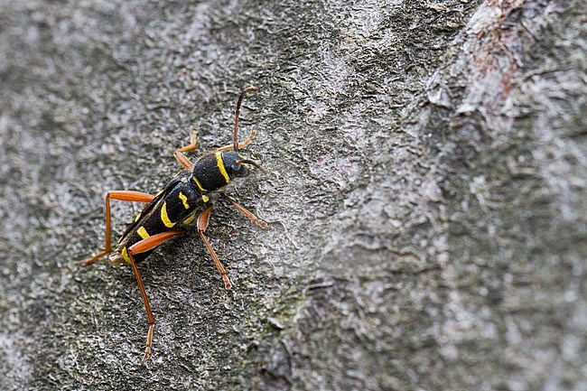 Clytus arietis - Wasp beetle - Gemeiner Widderbock, Germany (Baden-Württemberg), imago stock-image by Agami/Ralph Martin,