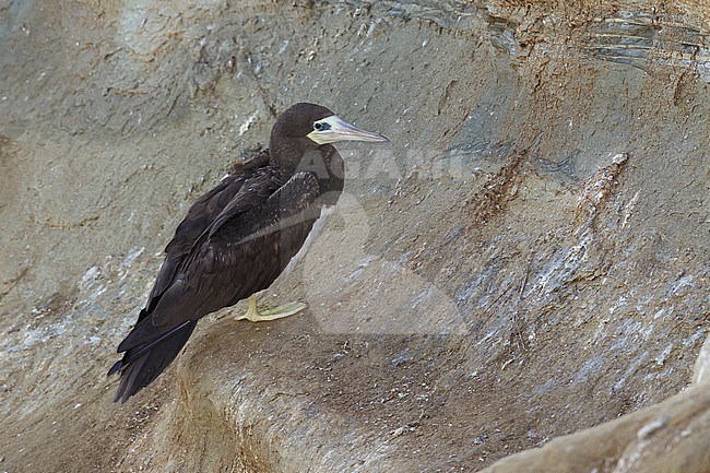 Adult female Brown Booby (Sula leucogaster brewsteri) 
San Diego Co., CA
January 2016 stock-image by Agami/Brian E Small,