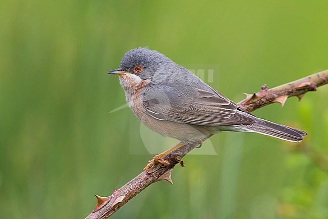 Male Moltoni's Warbler stock-image by Agami/Daniele Occhiato,