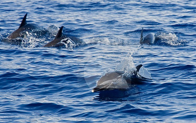 Een groep Pantropische gevlekte dolfijnen, A group of Pantropical spotted dolphins stock-image by Agami/Menno van Duijn,