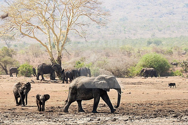 African Elephant (Loxodonta africana) herd walking at Kruger National Park in summer stock-image by Agami/Caroline Piek,