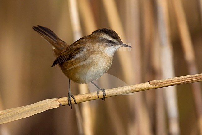 Zwartkoprietzanger op rietstengel; Moustached Warbler on reed stem stock-image by Agami/Daniele Occhiato,