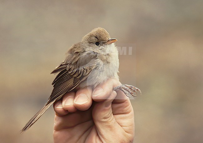 First-winter Thick-billed Warbler (Arundinax aedon). Side view of captured bird in hand. This was the 2nd record for Western Palearctic and the first for Finland. stock-image by Agami/Kari Eischer,