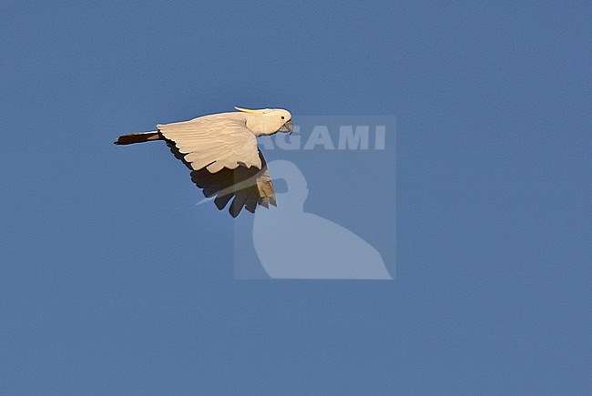 Sulphur-crested Cockatoo (Cacatua galerita galerita) in flight stock-image by Agami/Andy & Gill Swash ,