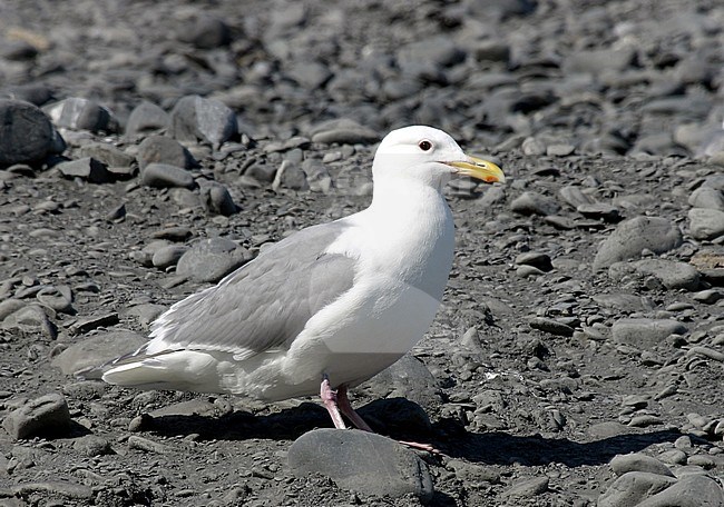 Adult Glaucous-winged Gull (Larus glaucescens) summering in Alaska, United States. Standing on bank of pebbles along the coast. stock-image by Agami/Pete Morris,