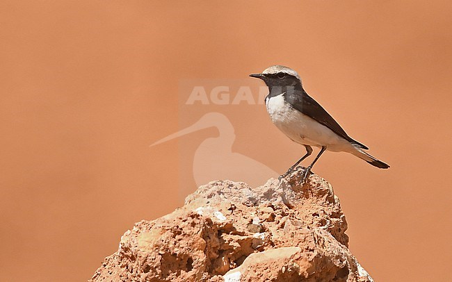 Maghreb Wheatear (Oenanthe halophila) is a recent split of Mourning Wheatear (Oenanthe lugens) stock-image by Agami/Eduard Sangster,