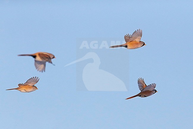 Bearded Reedling (Panurus biarmicus) Espoo Finland January 2016 stock-image by Agami/Markus Varesvuo,