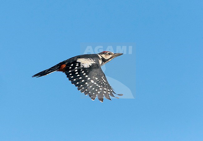 Grote Bonte Specht in vlucht; Great Spotted Woodpecker (Dendrocopos major) in flight stock-image by Agami/Tomi Muukkonen,