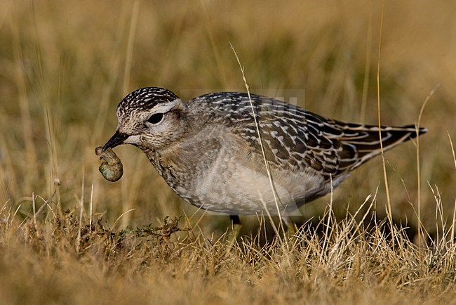 Juveniele Morinelplevier; Juvenile Eurasian Dotterel stock-image by Agami/Daniele Occhiato,