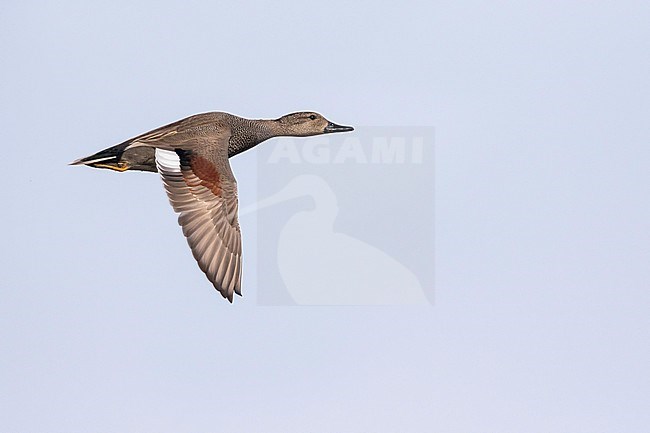 Gadwall - Schnatterente - Anas streperea, Germany, adult male in flight stock-image by Agami/Ralph Martin,