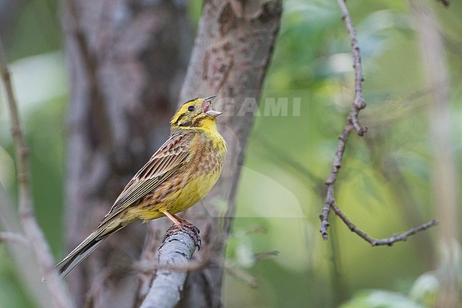 Hybrid Yellowhammer x Pine Bunting,  Emberiza citrinella x Emberiza leucocephalos, stock-image by Agami/Ralph Martin,