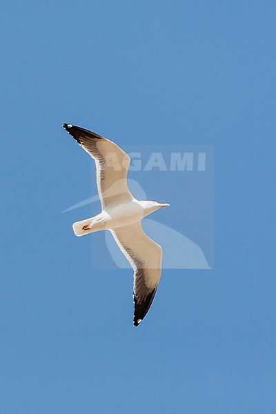 Adult Baltic Gull (Larus fuscus fuscus) migrating over North Beach, Eilat, Israel stock-image by Agami/Marc Guyt,