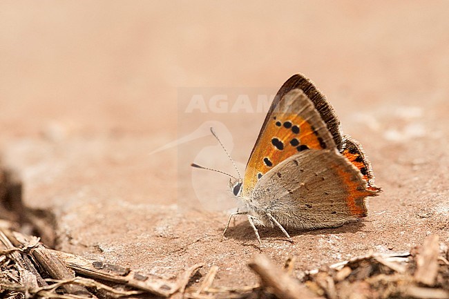 Kleine vuurvlinder / Small Copper (Lycaena phlaeas) stock-image by Agami/Wil Leurs,