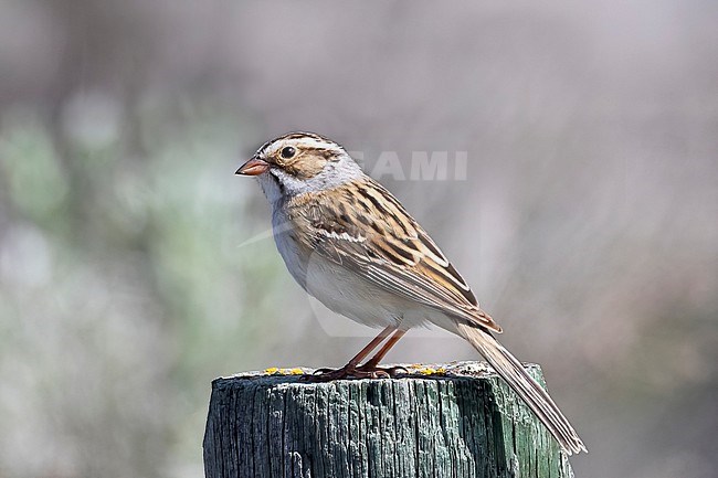 A Clay-coloured Sparrow is sitting on top of fence pole in its favored habitat of dry sage brush in the southern Okanagan Valley in British Colombia, Canada. stock-image by Agami/Jacob Garvelink,
