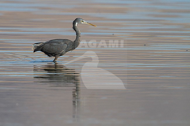 Western Reef-Egret - Küstenreiher - Egretta gularis ssp. schistacea, Oman, dark morph, adult stock-image by Agami/Ralph Martin,