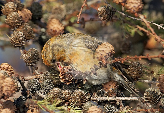 KJong mannetje ruisbek foeragerend in larix; Young male Common Crosbill foraging in larch stock-image by Agami/Markus Varesvuo,