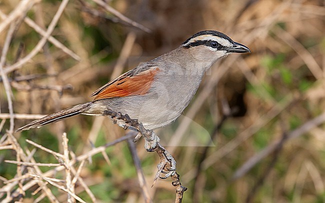 Hooded Black-crowned Tchagra (Tchagra senegalus cucullatus) perched in Morocco. stock-image by Agami/Vincent Legrand,