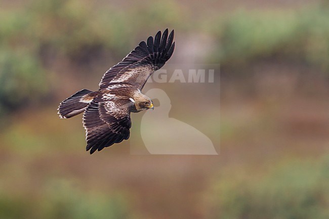 Aquila minore; Aquila pennata; Hieraetus pennatus; Booted Eagle stock-image by Agami/Daniele Occhiato,