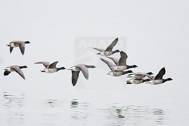 Witbuikrotganzen in vlucht, White-bellied Brent Geese in flight stock-image by Agami/Menno van Duijn,