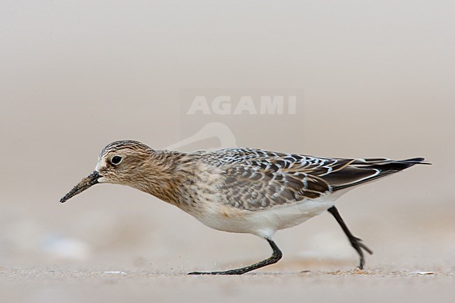 Bairds Strandloper op strand Wassenaar; Baird's Sandpiper on Wassenaar Beach (Netherlands) stock-image by Agami/Menno van Duijn,