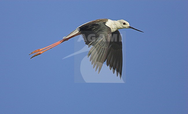 Steltkluut in vlucht; Black-winged Stilt in flight stock-image by Agami/Menno van Duijn,