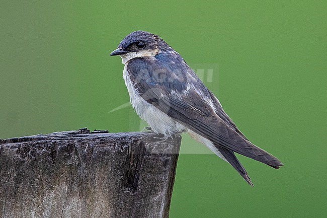 An immature White-winged Swallow (Tachycineta albiventer) at Puerto Nariño, Amazonas, Colombia. stock-image by Agami/Tom Friedel,