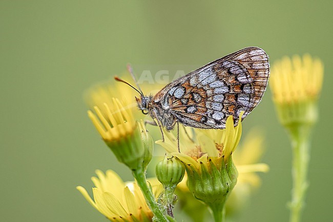 Nickerl's Fritillary sitting on a flowering Asteraceae species stock-image by Agami/Onno Wildschut,