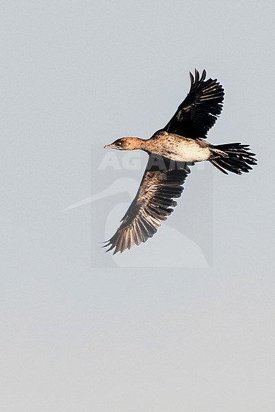 Pygmy Cormorant (Phalacrocorax pygmeus) during late winter in lake Kerkini, Greece. stock-image by Agami/Marc Guyt,