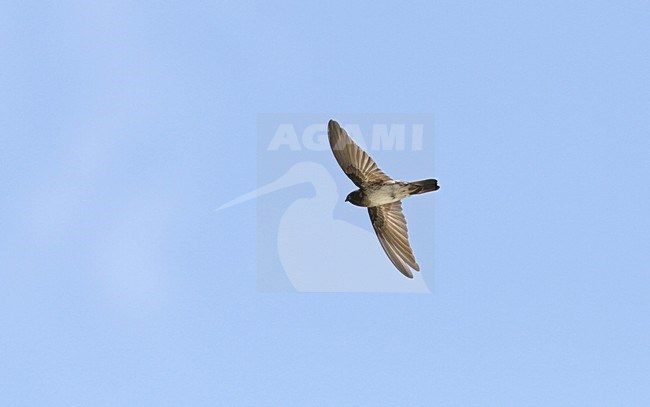 Witbuikdwergsalangaan in vlucht, Christmas swiftlet in flight stock-image by Agami/Pete Morris,