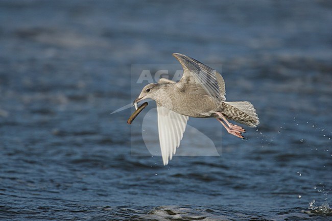 Iceland Gull immature flying, Kleine Burgemeester onvolwassen vliegend stock-image by Agami/Menno van Duijn,