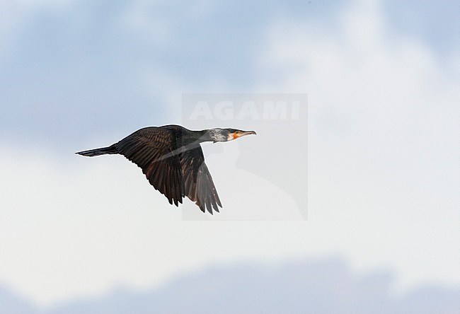 Adult Great Cormorant (Phalacrocorax carbo) in flight in the Netherlands, wings held down. stock-image by Agami/Marc Guyt,