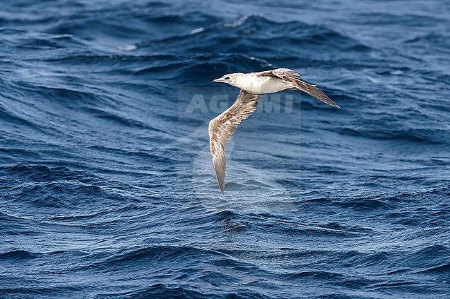 Immature 2nd-cycle Atlantic Red-footed Booby flying over the channel between Raso and Sao Nicolau, Cape Verde. June 2018. stock-image by Agami/Vincent Legrand,