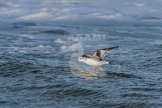 Dwergmeeuw, Little Gull, Hydrocoloeus minutus, Germany, 1st W stock-image by Agami/Ralph Martin,