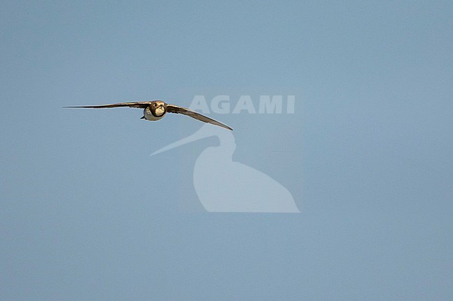 Alpine Swift - Alpensegler - Tachymarptis melba ssp. melba, Germany, adult stock-image by Agami/Ralph Martin,