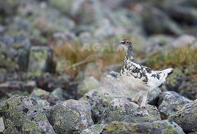 Mannetje Alpensneeuwhoen in zomerkleed, Male Rock Ptarmigan in summerplumage stock-image by Agami/Markus Varesvuo,