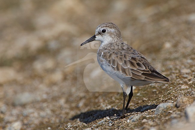 Onvolwassen Kleine Strandloper; Immature Little Stint stock-image by Agami/Daniele Occhiato,