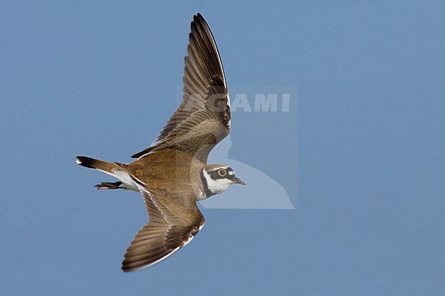 Little Ringed Plover adult flying; Kleine Plevier volwassen vliegend stock-image by Agami/Daniele Occhiato,