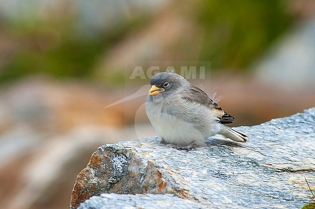 Juvenile White-winged Snowfinch (Montifringilla nivalis) during summer in the Alps of Austria. Begging for food. stock-image by Agami/Marc Guyt,
