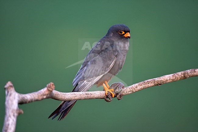 Roodpootvalk man zittend op een tak met prooi; Red-footed Falcon perched on a branch with prey stock-image by Agami/Marc Guyt,