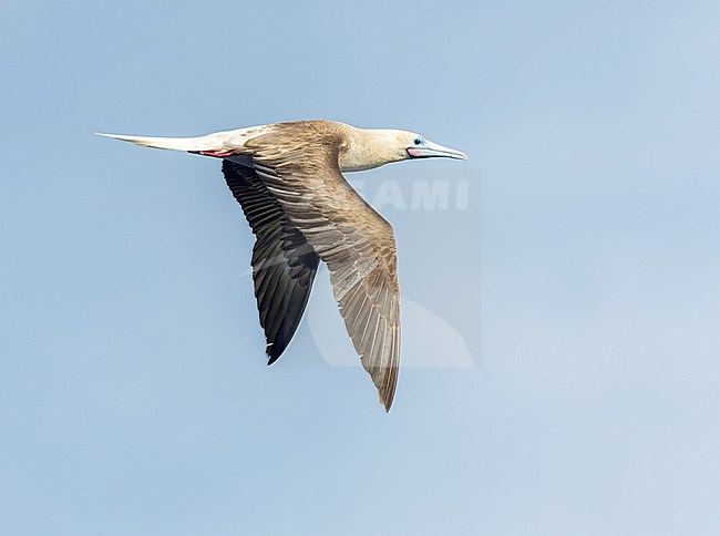 Intermediate morph Red-footed booby (Sula sula rubripes) at sea in the Pacific Ocean, around the Solomon Islands. stock-image by Agami/Marc Guyt,