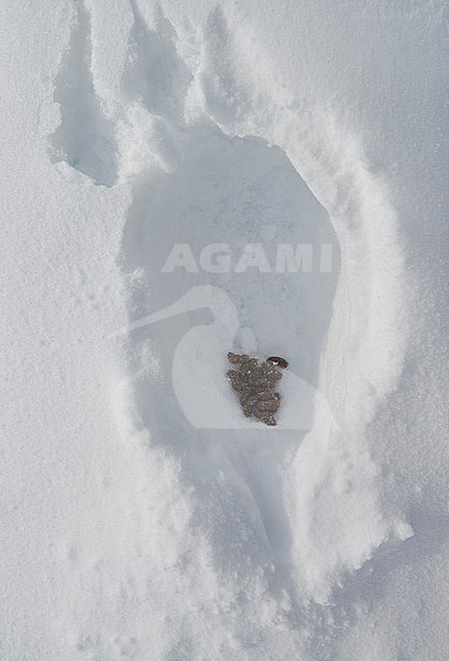 Alpensneeuwhoen uitwerpselen, Rock Ptarmigan droppings stock-image by Agami/Markus Varesvuo,