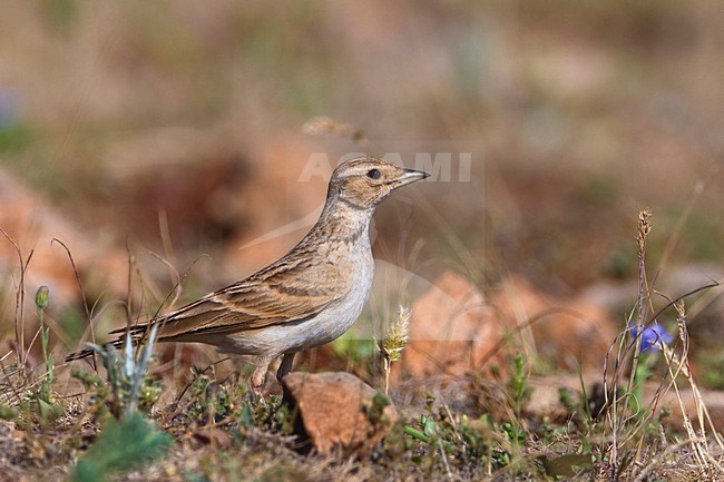 Kortteenleeuwerik zittend; Short-toed Lark perched stock-image by Agami/Daniele Occhiato,